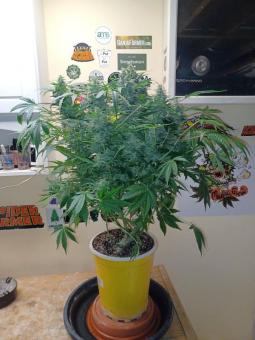 Sweet Bourbon Auto Kush - картинка 2