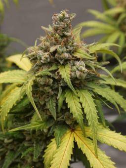 Gorila Auto - картинка 2