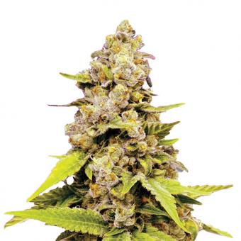 Bubblelicious Auto - картинка 6