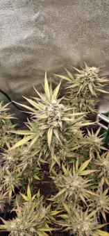 Cream Mandarine XL Auto - картинка 7