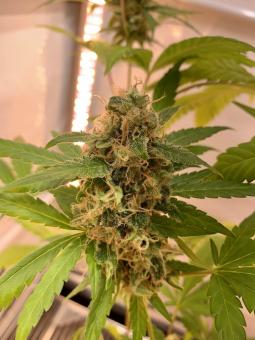 Nebula - картинка 5