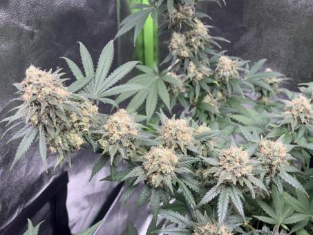 GH Cheese - картинка 4