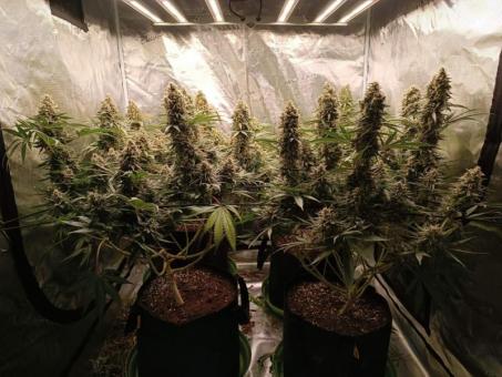 Critical Orange Punch - картинка 9