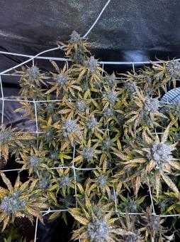 Strawberry Banana Gelato XL Auto® - картинка 2