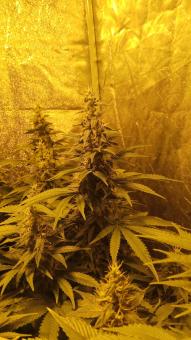 Mazar - картинка 6