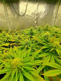 Top-44 Auto - картинка 4