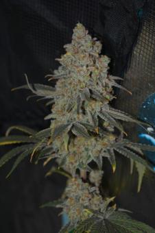 Golden Apple Haze - картинка 7