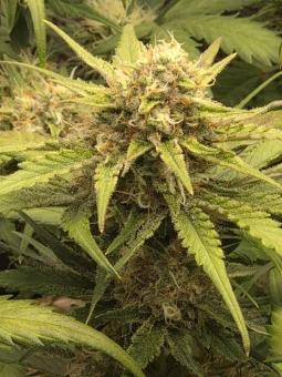 Guava Auto - картинка 3