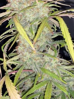 Afghan Kush Auto - картинка 3