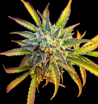 Blue Auto Mazar - картинка 2