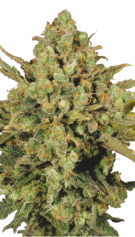 Warlock - картинка 1