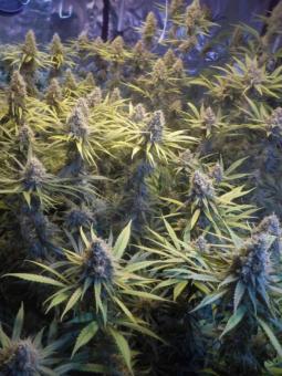 Amnesia Gold - картинка 2