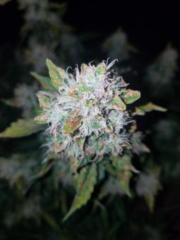 Stardawg Auto - картинка 2