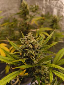 Auto Strawberry Banana genetics - картинка 3