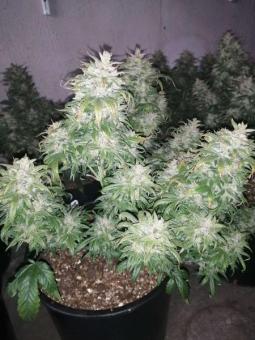 CBD Charlotte's Angel - картинка 3