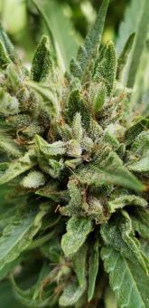 Shaman - картинка 4