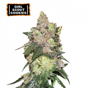Girl Scout Cookies - картинка 1