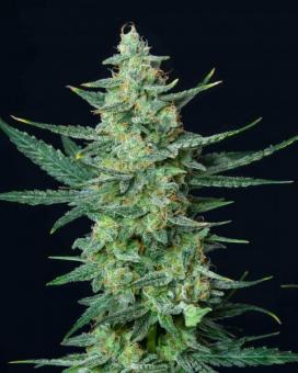 Vesta Autoflowering - картинка 6