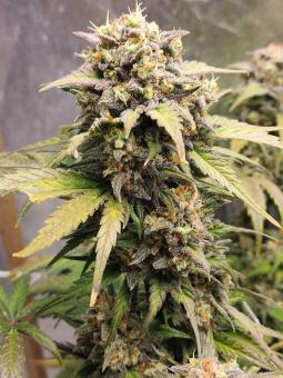 Northern Lights Auto - картинка 1