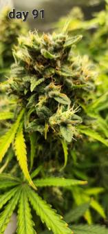 Pineapple Express Auto - картинка 4