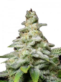 Fruit Cake - картинка 1