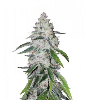 West Coast O.G. Auto - картинка 1