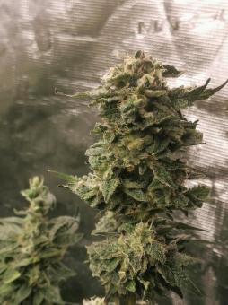 Sweet Mandarine Zkittlez F1 Fast Version - картинка 4