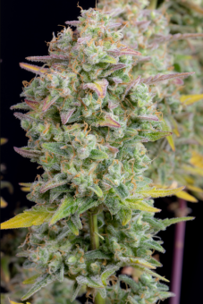 Wedding Cheesecake Auto - картинка 13