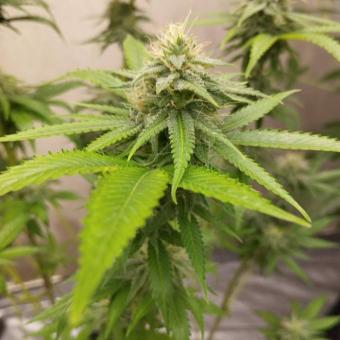 Critical Neville Haze Early Version - картинка 1