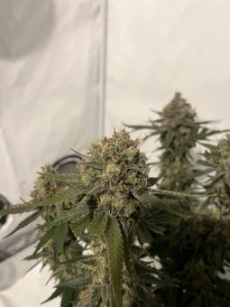 Mendocino Skunk - картинка 3