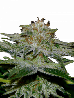 Pineapple Kush - картинка 11