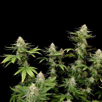 Orange Sherbet FF - картинка 5