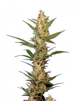 Auto-Bomb - картинка 3