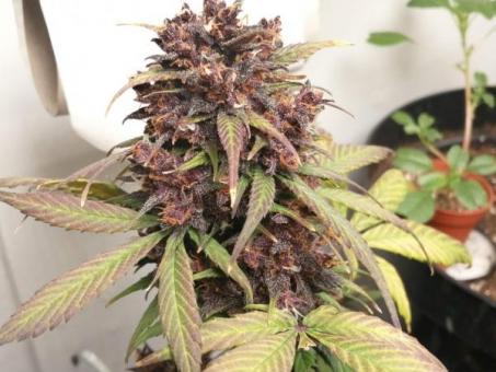 Super Hash - картинка 5