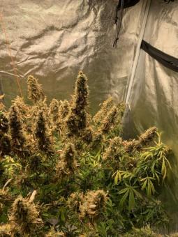 Zkittlez OG Auto - картинка 6