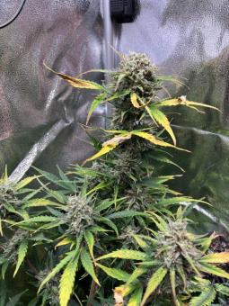 Buddha Auto Ak - картинка 6