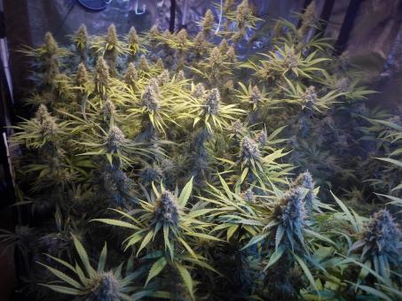 Amnesia Gold - картинка 4