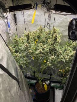 Wedding Cheesecake Auto - картинка 3