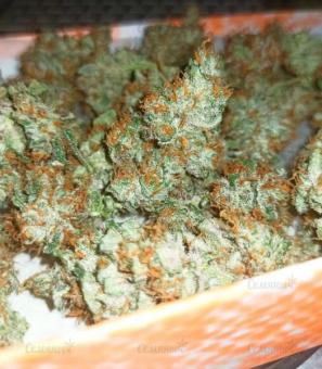 Wedding Glue Auto - картинка 5