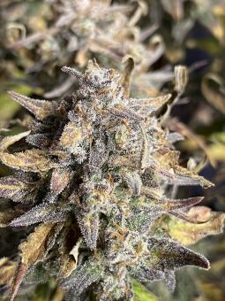 Sweet Madness Auto - картинка 3