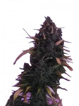 Cookies and Cream - картинка 1