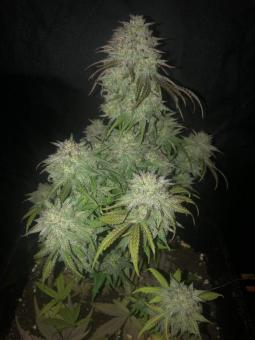 Gelato 41 x Gelato 41 Auto - картинка 4