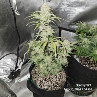 Emerald Fire OG Auto - картинка 1