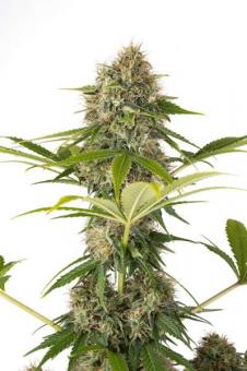 Cookies Fast - картинка 4