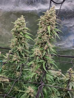 Auto Scout Cookies genetics - картинка 4