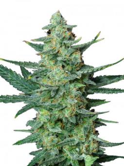 Vesta Autoflowering - картинка 9
