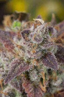 Cookies and Cream Auto - картинка 5