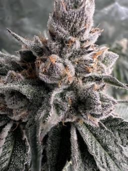 Mokum’s Tulip - картинка 3