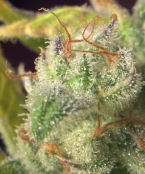 Permanent Jealousy XL Auto - картинка 4