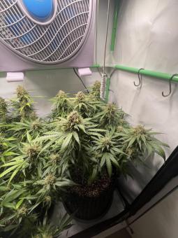 Tangie Auto - картинка 5